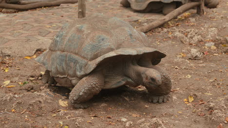 Riesenschildkröte-Schlendert-Einen-Staubigen-Weg-Entlang