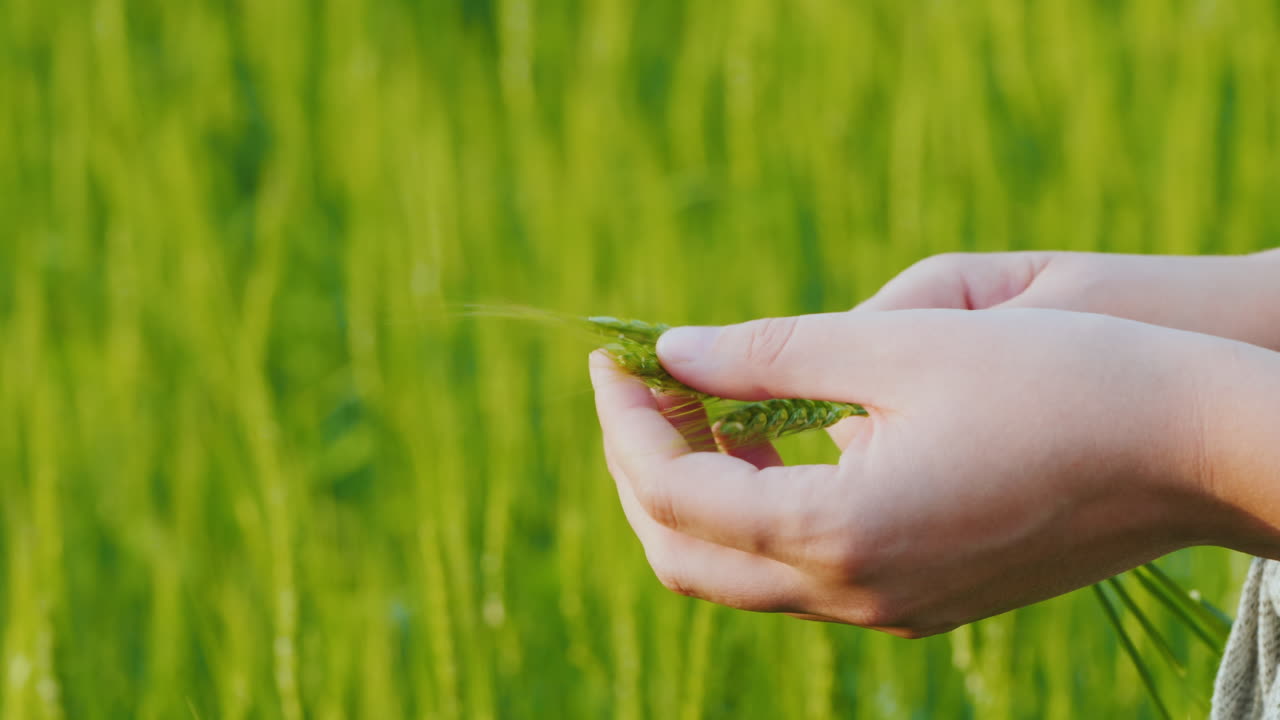 녹색 밀의 작은 이삭을 가진 농부의 손