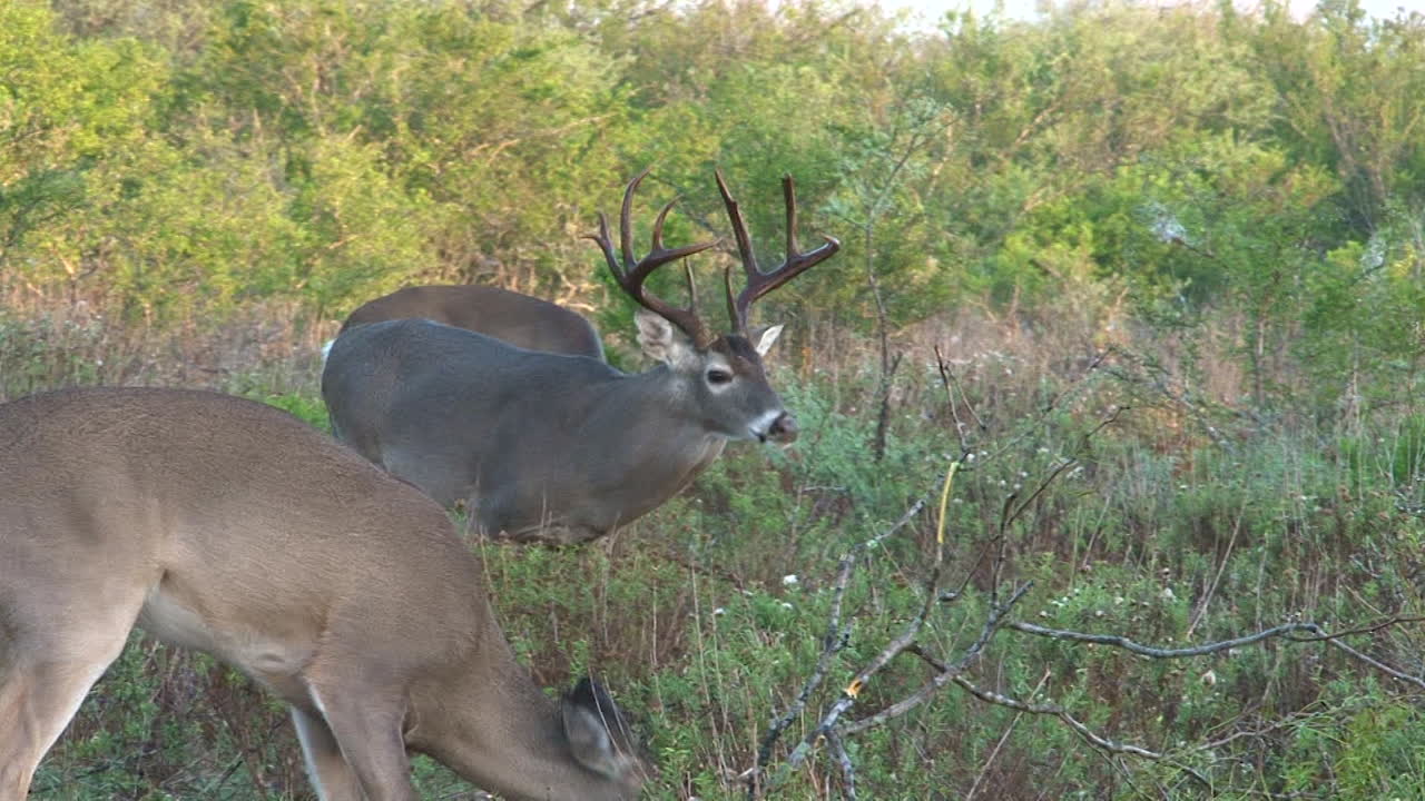 Deer in Natural Habitats
