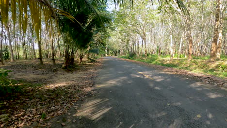 Comenzando-Un-Paseo-En-Un-Campo-En-Una-Jungla-Forestal-Bajo-Las-Hojas-De-Palmera