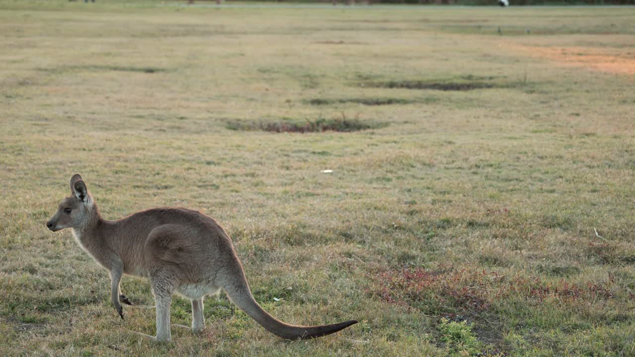 A kangaroo moves across a grassy field at sunset, hopping away from the camera. Soft natural light, wide shot, steady camera, tranquil mood