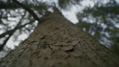 macro tracking shot of huge long pine tree trunk