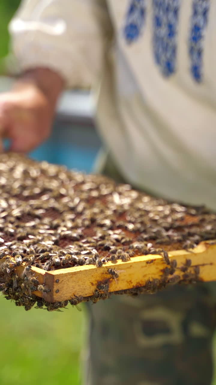 Apiculturist inspects frame with bees. Many insects crawling on a frame. Frame with bees in beekeeper's hands on apiary. Animals collect pure natural product. Vertical video