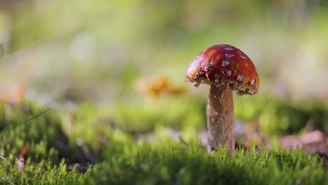 Hongo-Amanita-Muscaria-En-Un-Bosque.