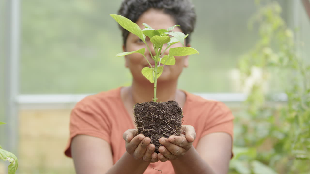 autosuficiencia - una planta de pimienta joven está acunada en manos de una mujer india
