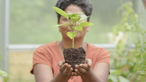 autosuficiencia - una planta de pimienta joven está acunada en manos de una mujer india