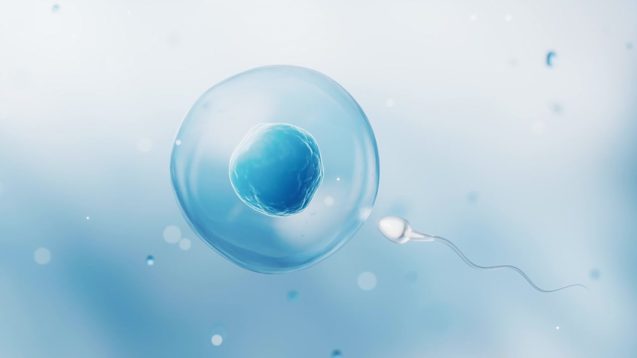 The union of sperm and an egg cell, 3d rendering.