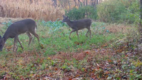 Two-whitetail-deer-cautiously-walking-and-sniffing-a-food-plot-near-a-corn-field-in-early-autumn-in-the-American-Midwest