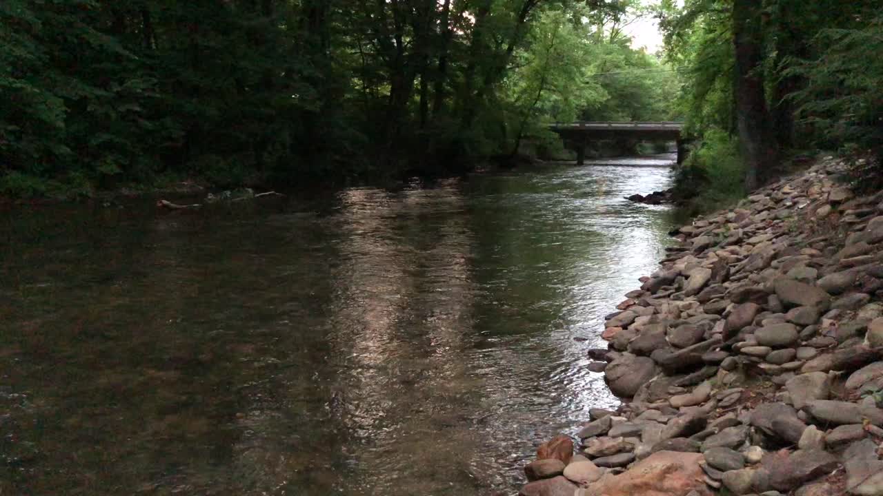 Fiume che scorre attraverso una fitta foresta