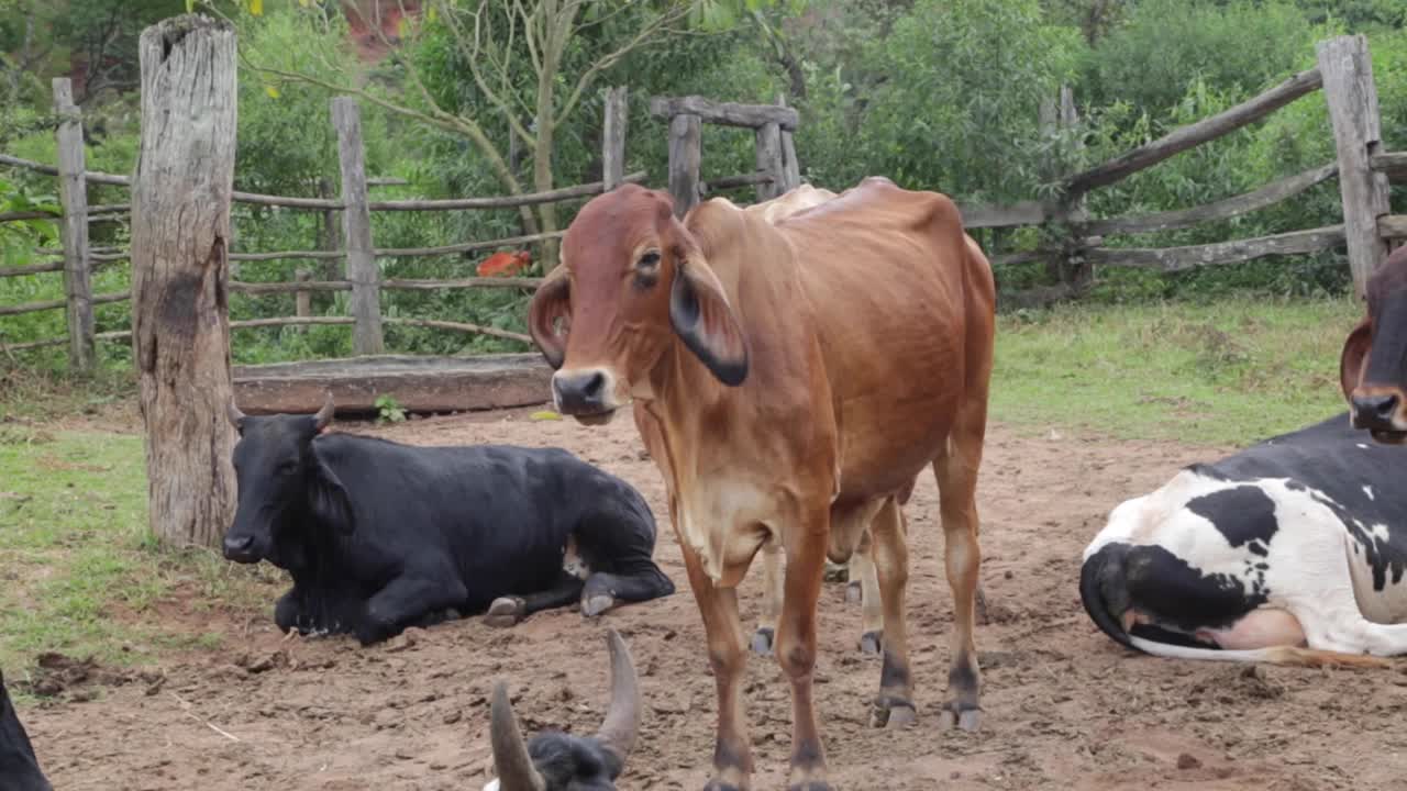 Mucche che pascolano pacificamente nei campi in un pomeriggio di sole in Brasile, Sud America