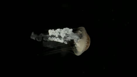 보라색 줄무 수달이 검은색에서 분리되었습니다.