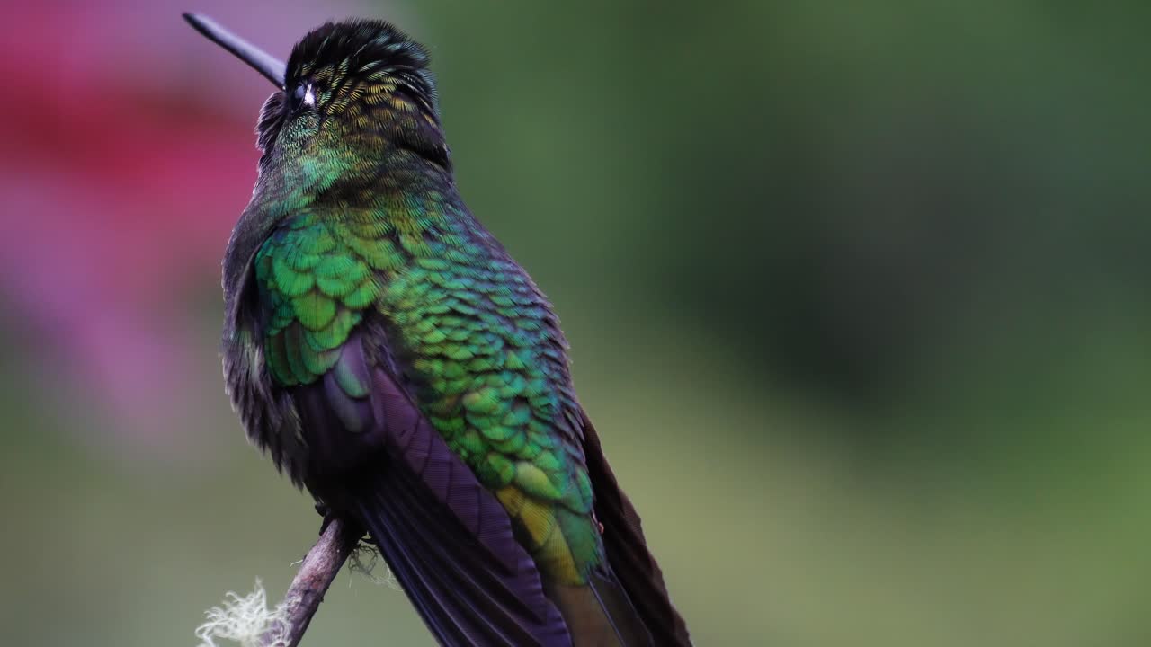 un lindo colibrí talamanca curioso yendo frenéticamente arriba y abajo de una rama