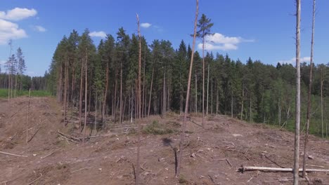 área talada en un bosque de coníferas en un día soleado de verano