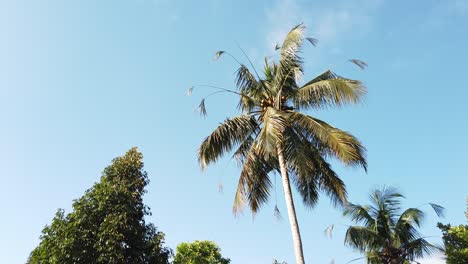 Yellow-Coconut-Palm-Tree-Waving-in-the-Blue-Sky-of-Bali-Indonesia,-Sidemen-Village