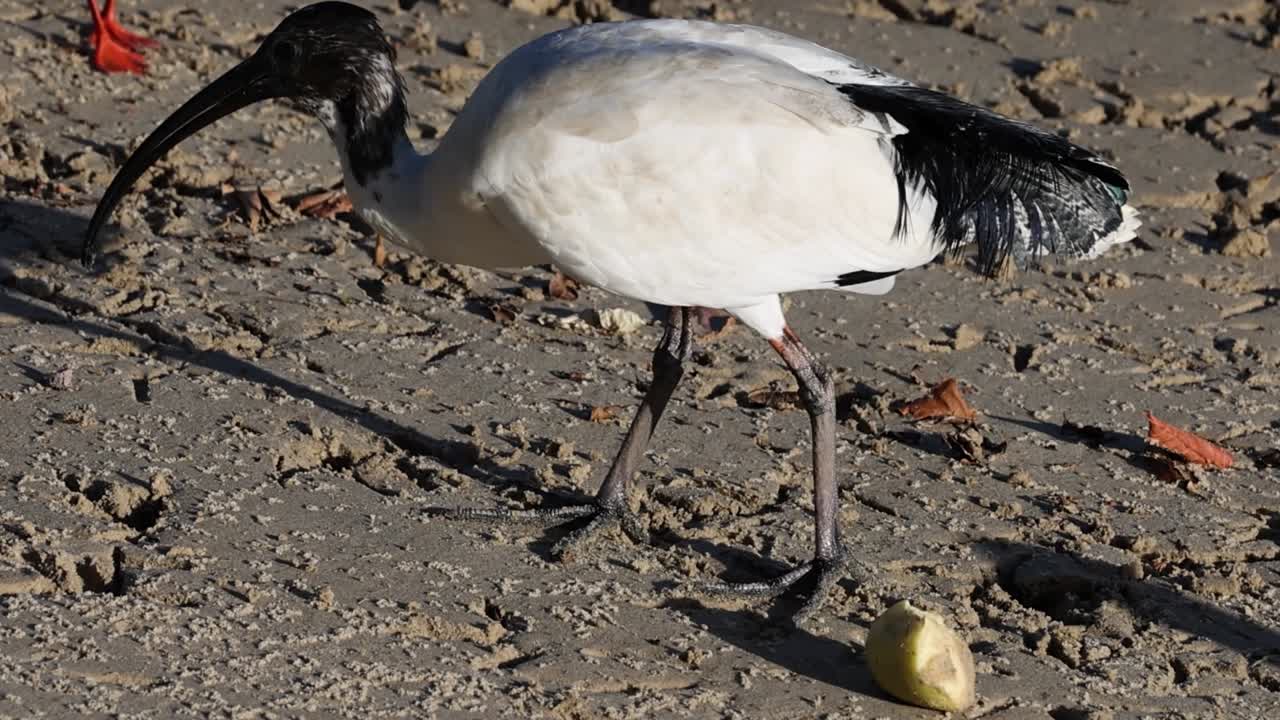 Un ibis bianco con un becco lungo e ricurvo cerca cibo sul terreno sterrato