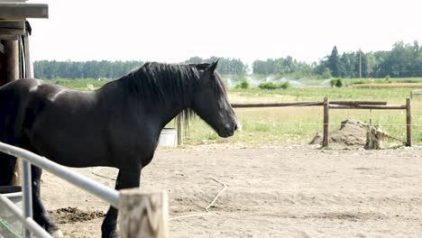 two muzzled black horses standing on a ranch at daytime - close up