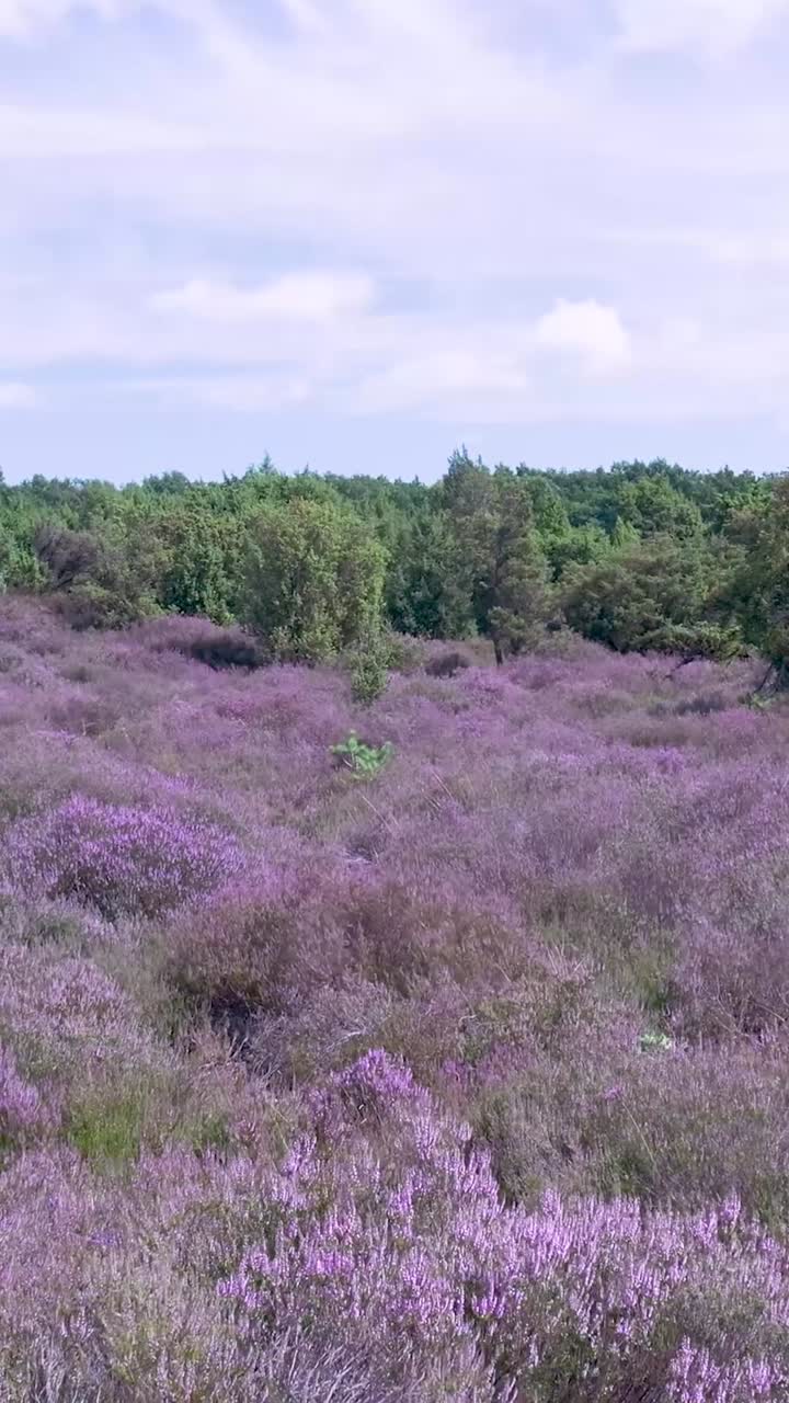 Vast Purple Heather Field Landscape with Trees and Sky