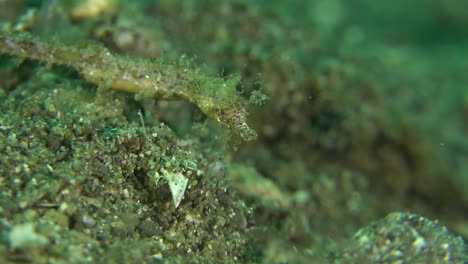 pipehorse cerca de arrecife volcánico