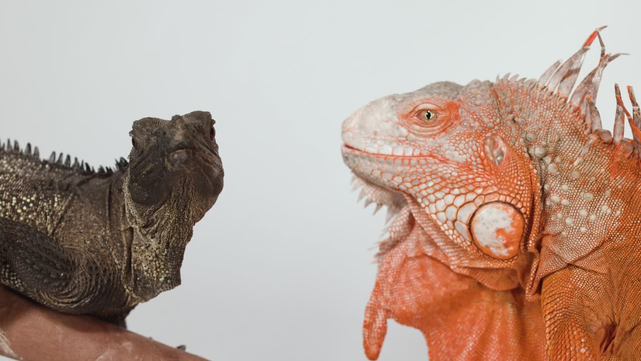 Una iguana roja y una iguana marrón se miran una a la otra sobre un fondo blanco liso