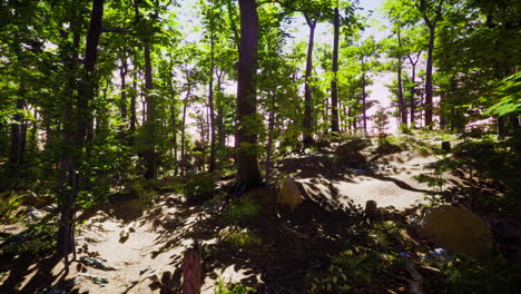 Sun-beams-through-thick-trees-branches-in-dense-green-forest