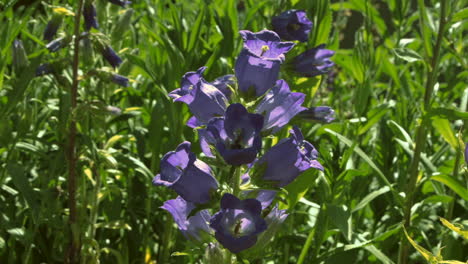 bees on purple bell flowers