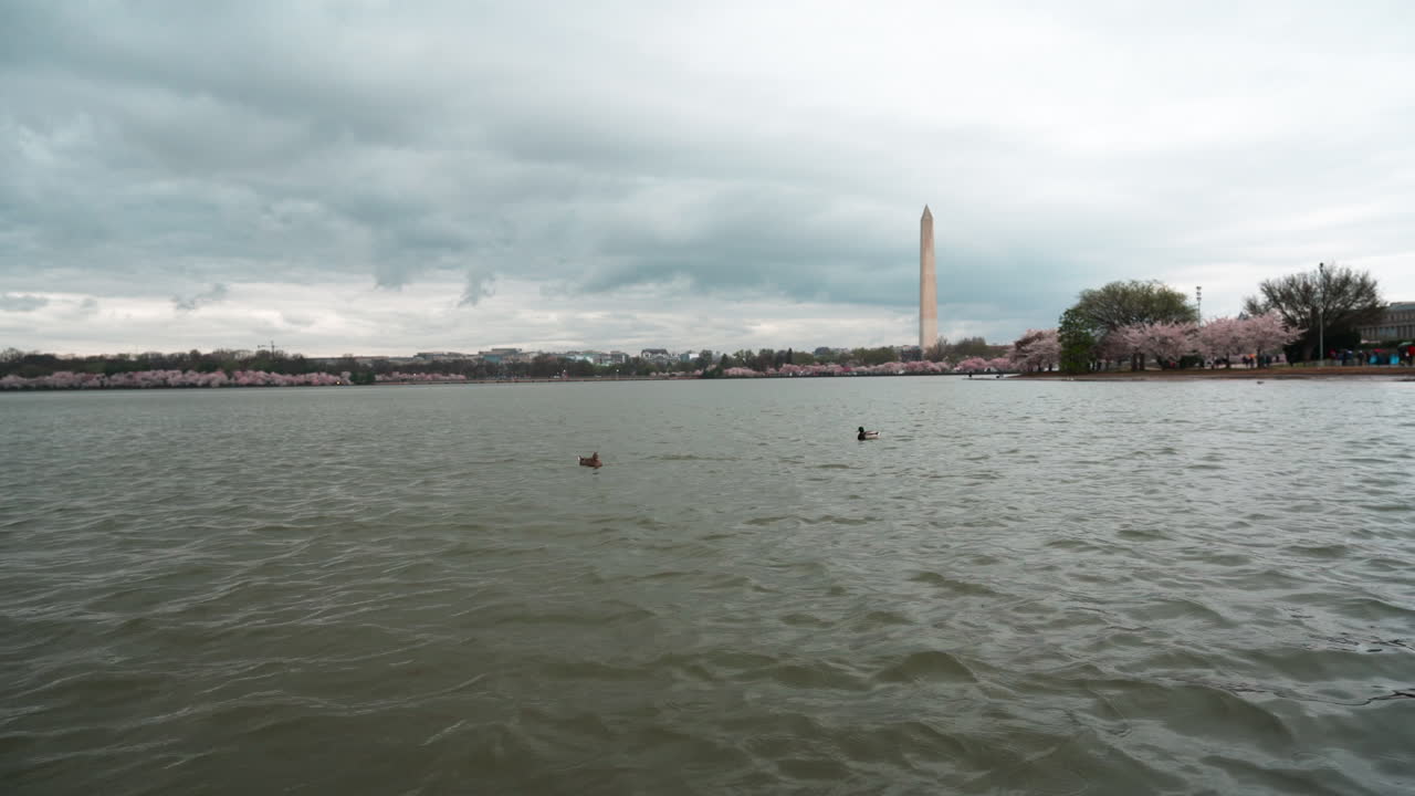 Washington Monument viewed from Tidal Basin with Cherry Blossom trees along the water's edge