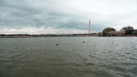 Monumento-A-Washington-Visto-Desde-La-Cuenca-Tidal-Con-Cerezos-En-Flor-A-Lo-Largo-De-La-Orilla-Del-Agua