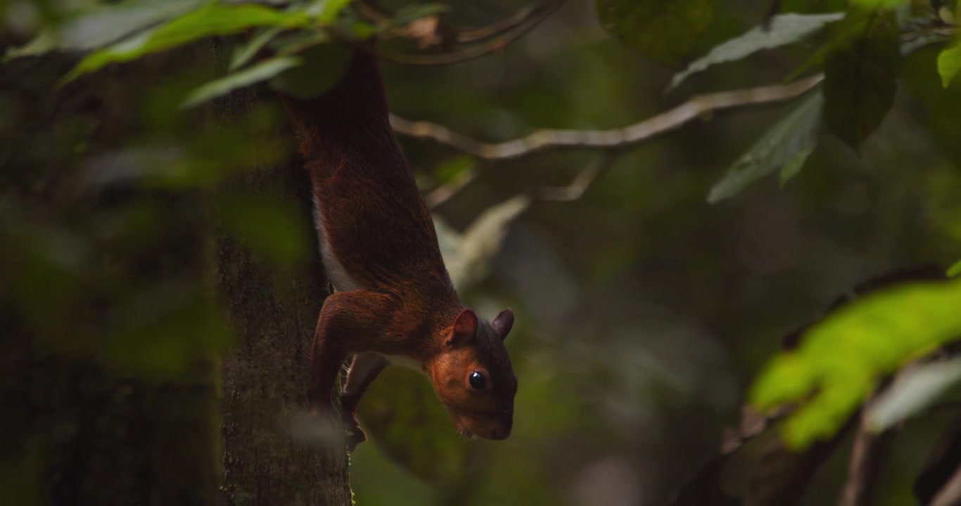 Ripresa in tilt down che rivela uno scoiattolo rosso dalla coda alla testa aggrappato al tronco dell'albero.