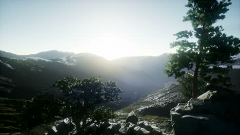 sun beams through trees