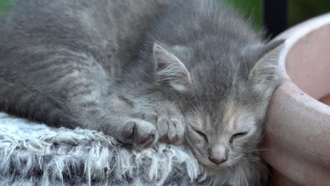gray tabby kitten sleeps deeply.