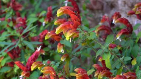 primer plano de flores tropicales