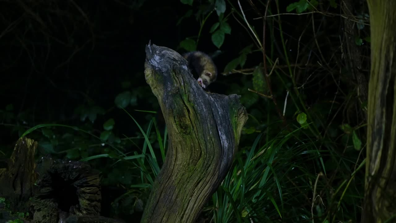 A European polecat moving along forest ground covered with moss and leaves in Drenthe