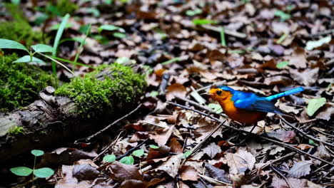 colorful bird foraging on forest floor