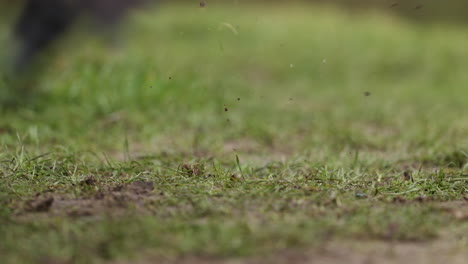el águila se alimenta de su presa.