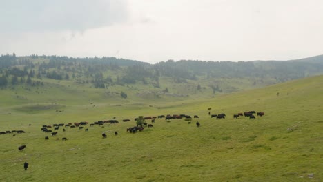 aerial: cattle grazing on rural agricultural grassland, arc shot