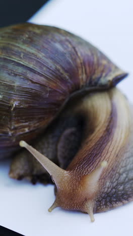 Giant African land snail. Achatina fulica in front of white background. Vertical video