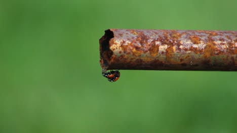 Marienkäfer,-Die-Sich-Am-Ende-Eines-Rostigen-Metallrohrs-Paaren,-Schließen-Naturinsekten-Und-Wildtiere