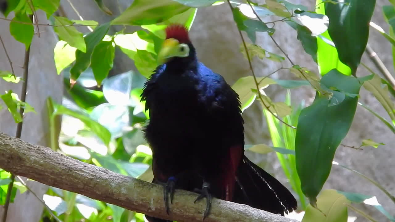 pájaro en el zoológico