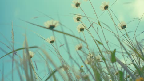 delicate blossoms reach towards a soft, blue sky. captured from a unique low angle, this photo draws you into nature's tranquility, evoking peaceful spring or summer mornings.