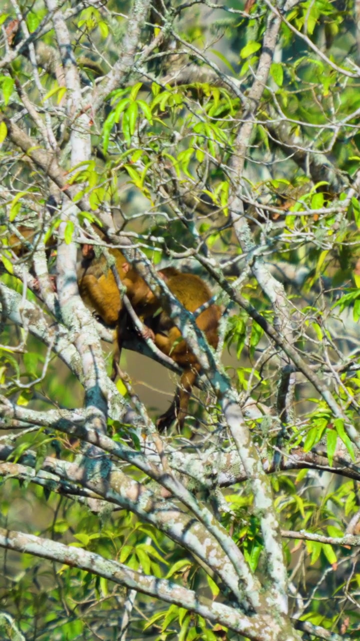 Autentica ripresa cinematografica di due scimmie appollaiate in alto su una lussureggiante chioma verde di un albero in India. Adatto per documentari sulla fauna selvatica e contenuti sulla sostenibilità ambientale.