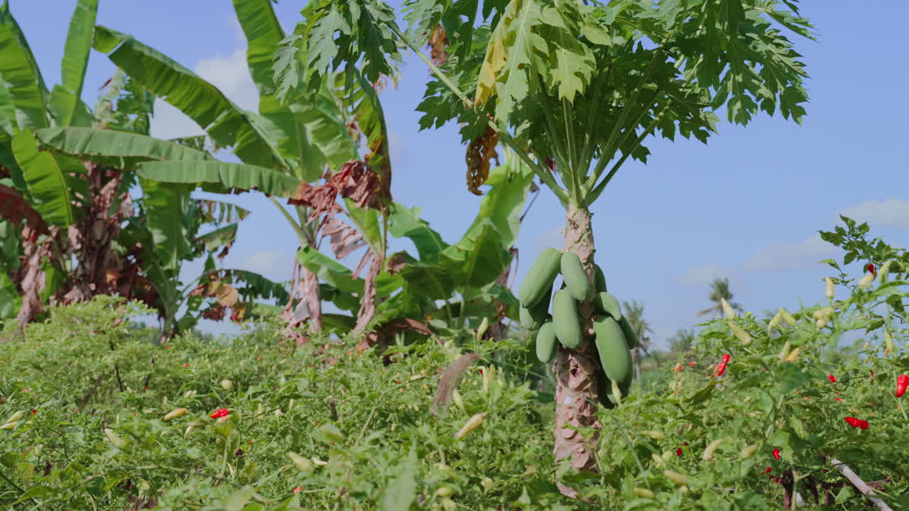 un árbol de papaya con frutas verdes y plantas de chile rojo en una granja agrícola orgánica en bali, indonesia