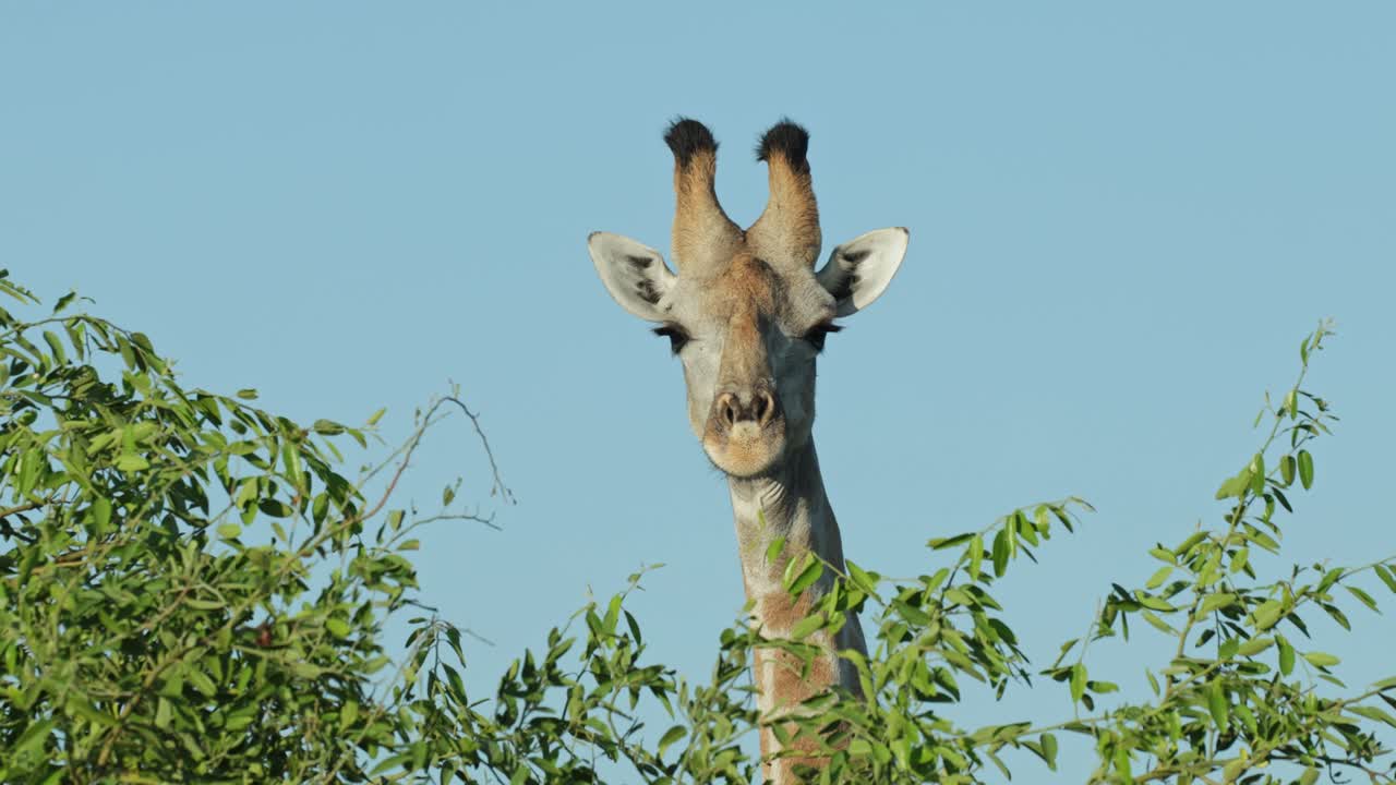 A male giraffe looking over a tree into the camera with beautiful clear blue sky, Savuti Botswana