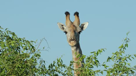 a male giraffe looking over a tree into the camera with beautiful clear blue sky, savuti botswana