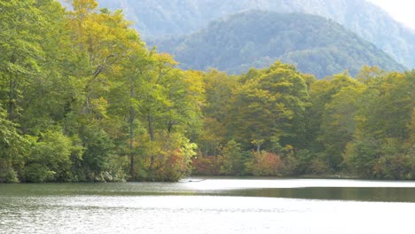 autumn trees in the mountains with a lake