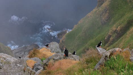 Papageitaucher-(Fratercula-Arctica),-Auf-Dem-Felsen-Auf-Der-Insel-Runde-(Norwegen).