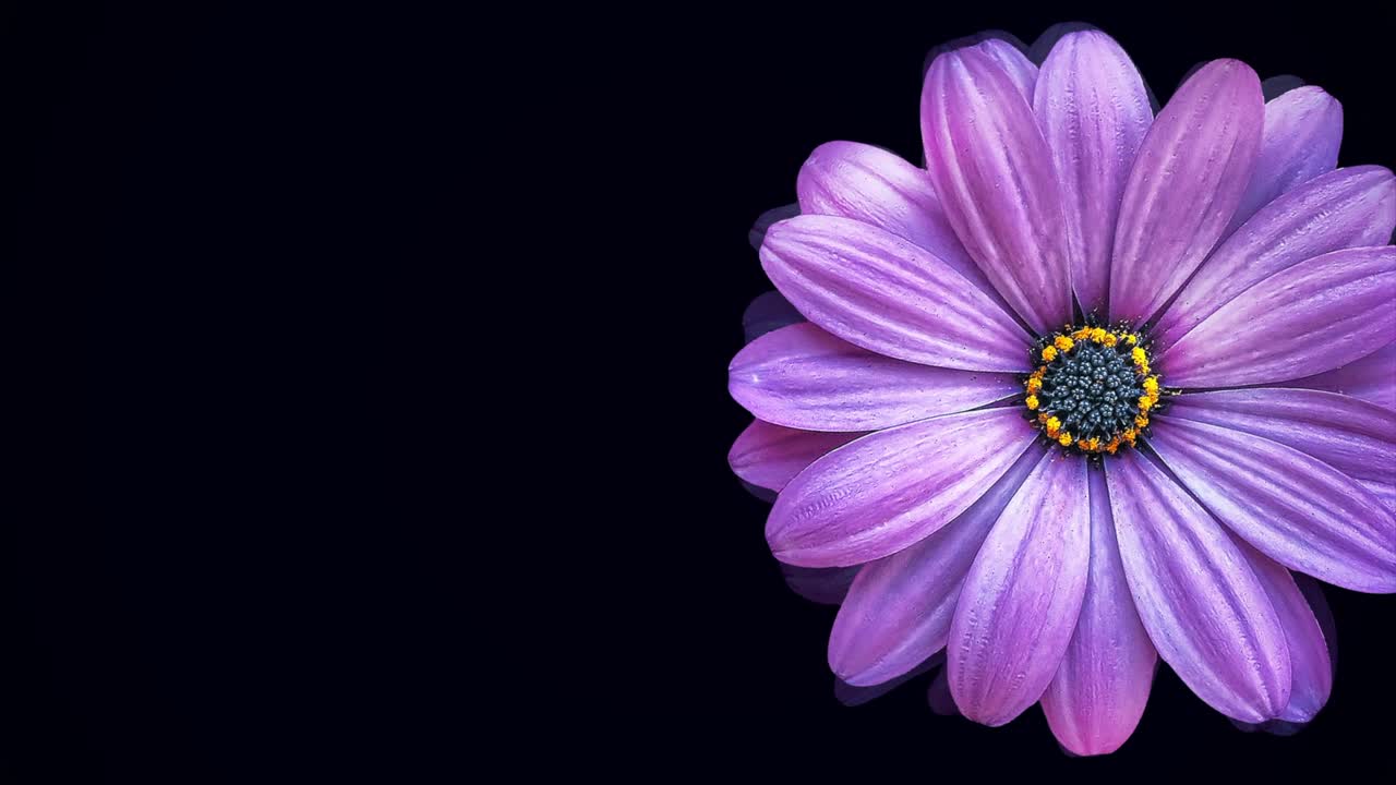 primer plano de una flor púrpura sobre un fondo negro