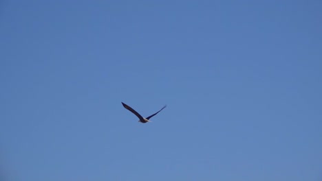 a bald eagle flies toward the horizon against the clear blue sky