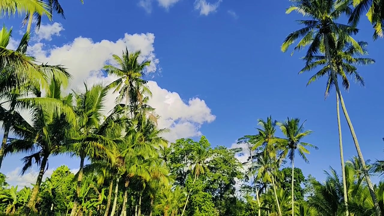 Palmeras tropicales exuberantes meciéndose bajo un cielo azul brillante