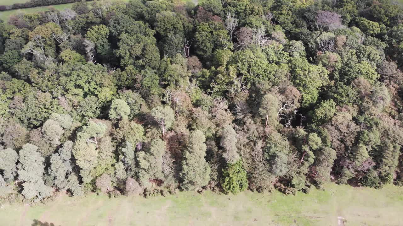 Aerial view over lush forest landscape viewed from above, showcasing vibrant green and brown hues.