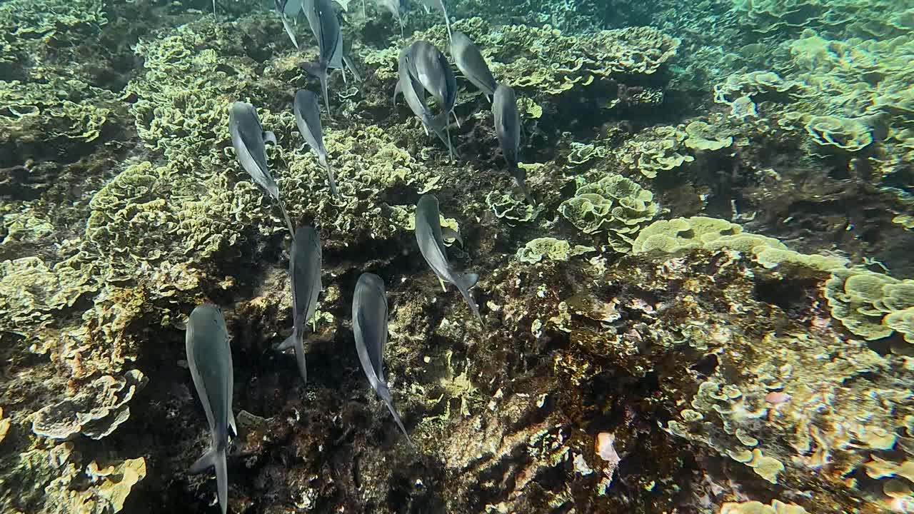 Tracking shot following a group of Bigeye Trevally (Caranx sexfasciatus) displaying schooling behavior and swimming in synchronize pattern over Turbinaria reniformis corals. Dauin, Philippines